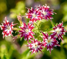 500x Phlox Twinkle Star Dwarf Mix Seeds - Drummondii - Flower