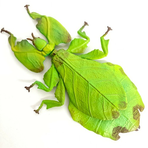 Mimicry insect scale - mimicry,