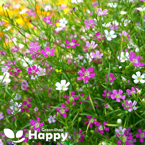 Baby breath mix 2000 seeds - breath,