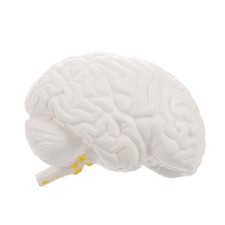  Anatomical Brain Models: Detachable Human Brain Model With Display Base For