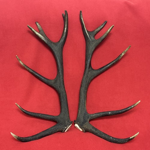 Pair red deer antlers - of,