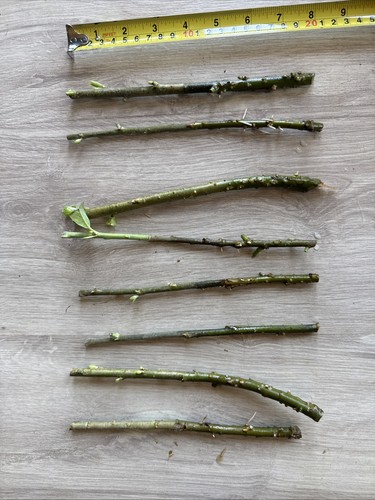 Hybrid willow tree cuttings - 8,