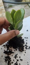 1X Jade Money Plant Good Luck Indoor plant