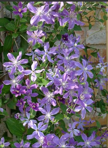 Clematis arabella 9cm pot - in,