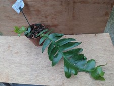 Fern Leaf Epiphyllum-Epiphyllum chrysocardium-epiphytic cactus-C