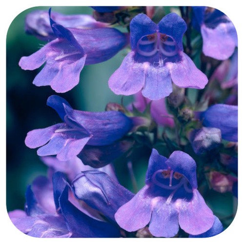 Penstemon heavenly blue - blue', x