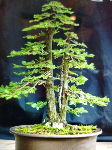 Giant sequoia redwood - redwood, 80