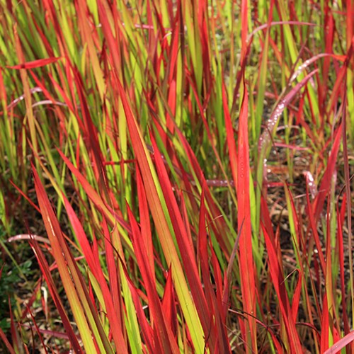 Imperata red baron x - imperata, 3