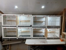 Canary And Finches Breeding