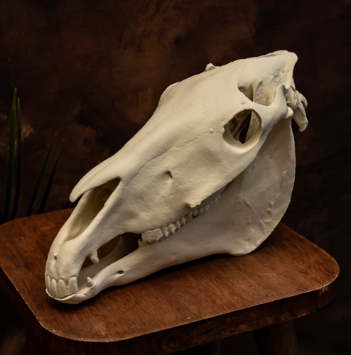 Horse skull replica life - life, size