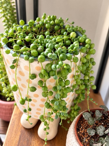 String pearls senecio - pearls,