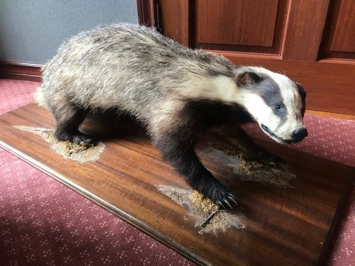 European badger taxidermy - taxidermy, full