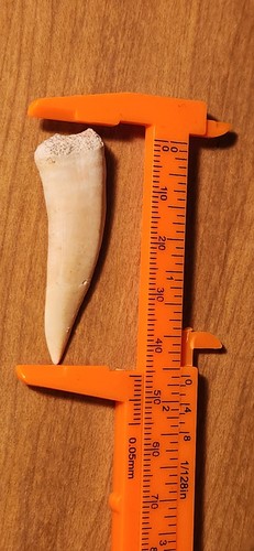 Sabretooth enchodus - sabretooth,