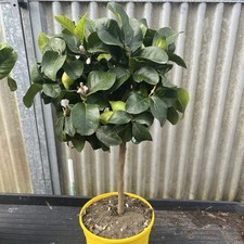Citrus lemon seasons - lemon, 20cm