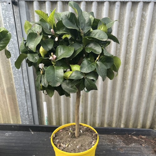 Citrus lemon seasons - lemon,