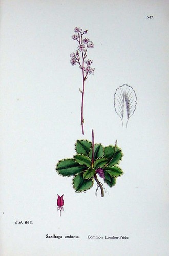 Original old antique - antique, print