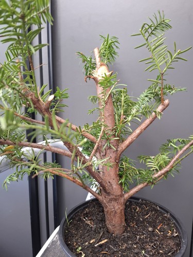Chunky yew bonsai - bonsai, air