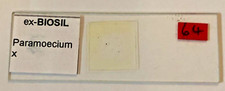 Ex-Biosil Microscope Specimen Slide #17 - "Paramecium X"
