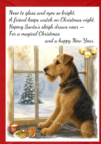 Airedale terrier dog x - terrier,