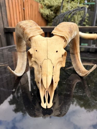 Real rams skull taxidermy with - real,
