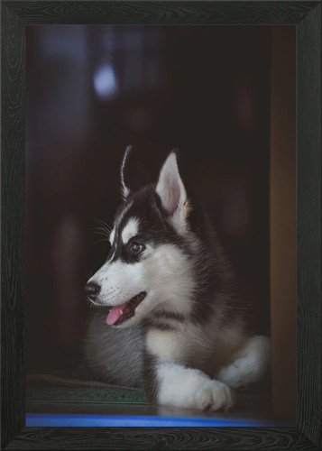 Siberian husky puppy - husky,