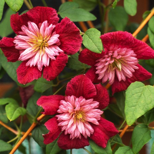 Flowering climber clematis - flowering,