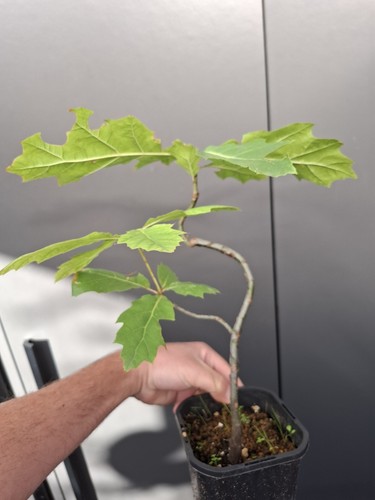 Red oak bonsai - oak,