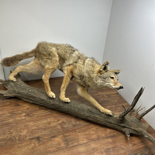 Taxidermy coyote log - taxidermy,