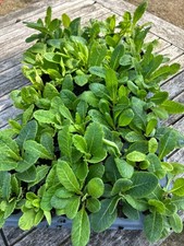 Polyanthus  Mixed Colours