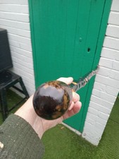 IRISH BLACKTHORN STICK  36 INCHS LONG 650 GRMS IN WEIGHT  SUPER  KNOB HANDLE