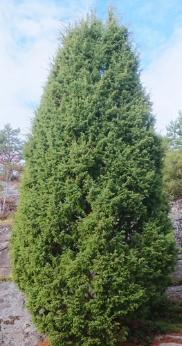 Juniperus chinensis stricta - juniperus, 'stricta'