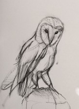 Barn Owl, Charcoal Sketch On