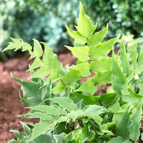 Cyrtomium fortunei clivicola - cyrtomium,
