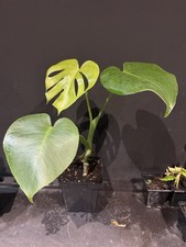 Monstera Deliciosa Swiss