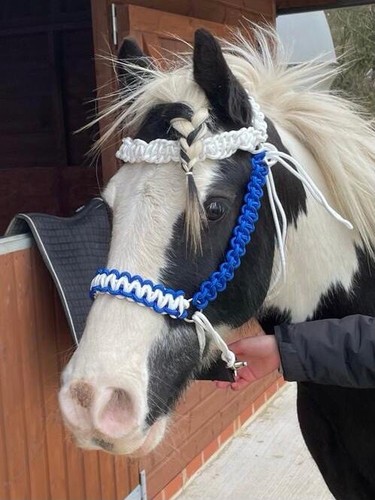 Custom bitless bridle blue - bitless,
