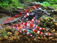 Energy Booster Shrimp Food