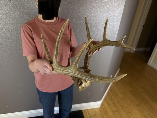 Real whitetail deer antlers - real,