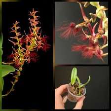Rare Bulbophyllum barbigerum. Mowing Flowers Orchid. Small Plant. 8cm Pot