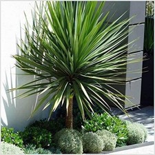 Cordyline (Australis) 3Lt Pot