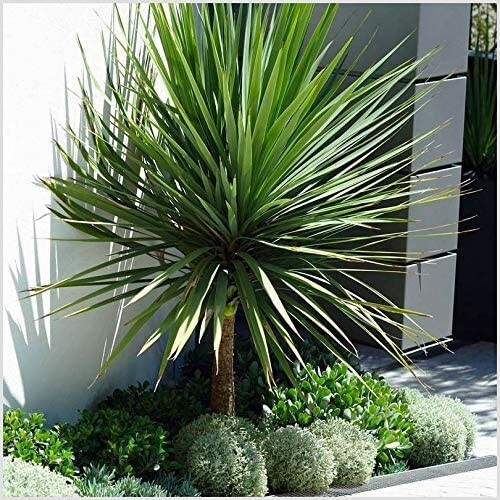 Cordyline 3lt pot - 3lt,