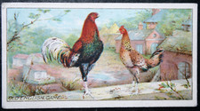 OLD ENGLISH GAME POULTRY