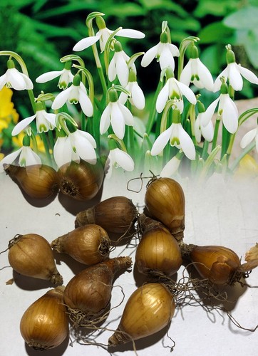 Stock 100 single snowdrops - stock.,