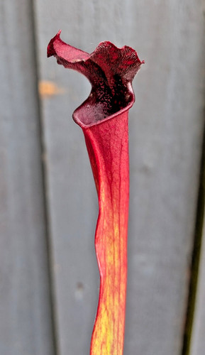 Sarracenia saurus purple - sarracenia,
