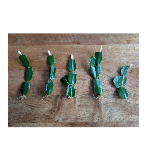 Schlumbergera christmas cactus - schlumbergera,
