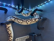 3X snake enrichment climb