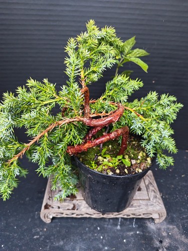 Juniper bonsai tree training - bonsai,
