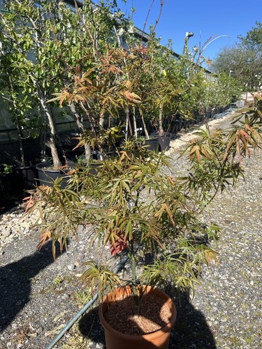 Japanese maple linearilobum - japanese, 'linearilobum'