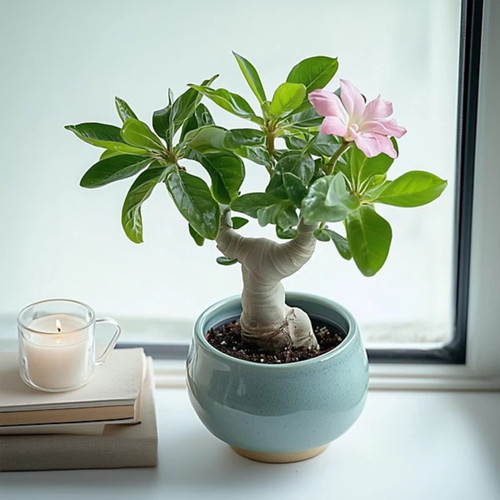 Pink flower desert rose - pink,