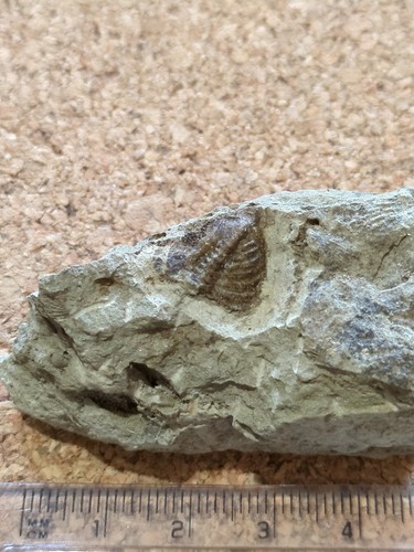 Trilobite dalmanites - trilobite,,