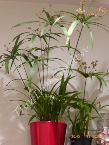 Umbrella plant cyperus - umbrella, (cyperus